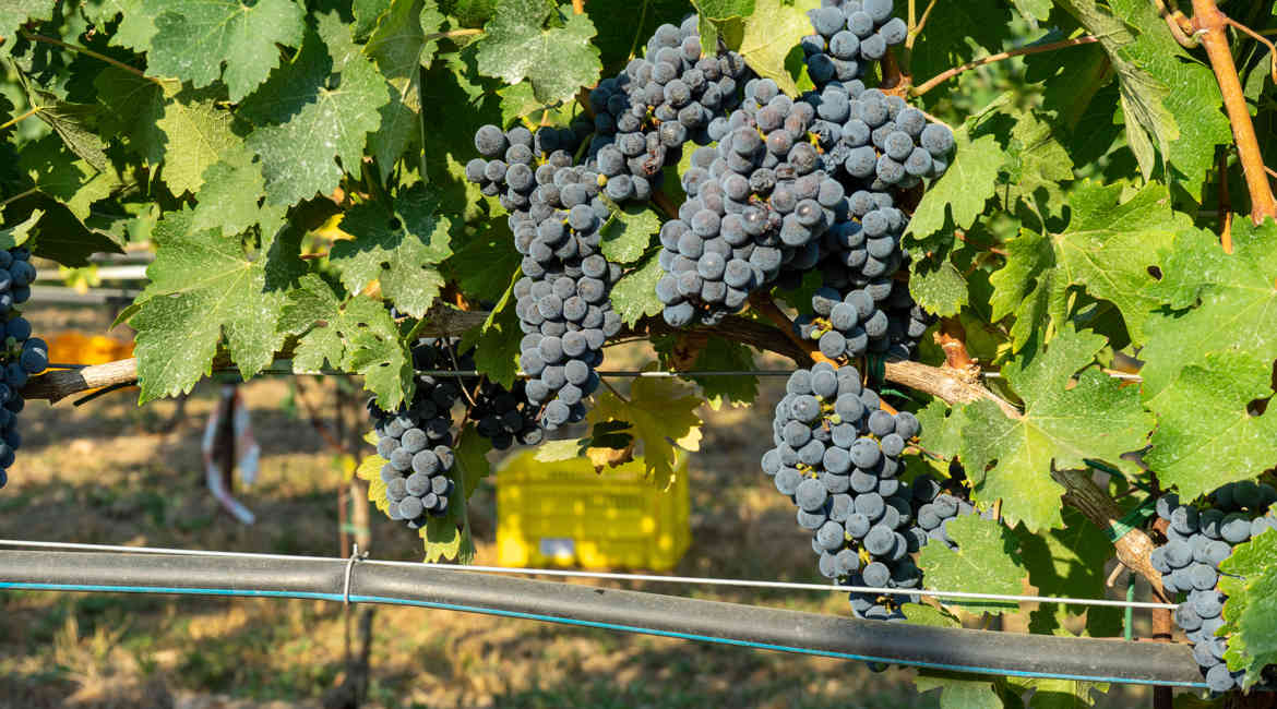 VENDEMMIA 14 9 2021 008