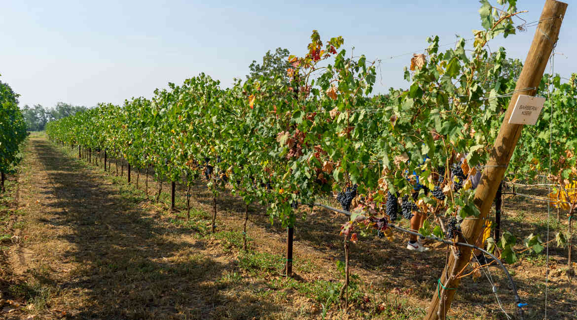 VENDEMMIA 14 9 2021 082