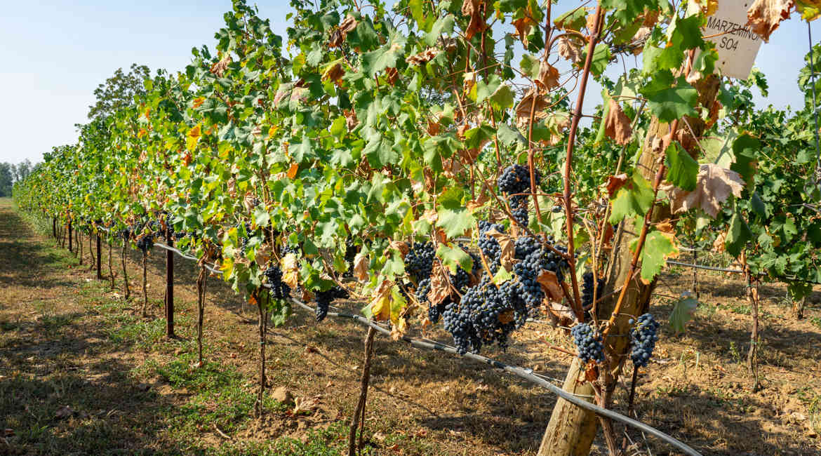 VENDEMMIA 14 9 2021 106