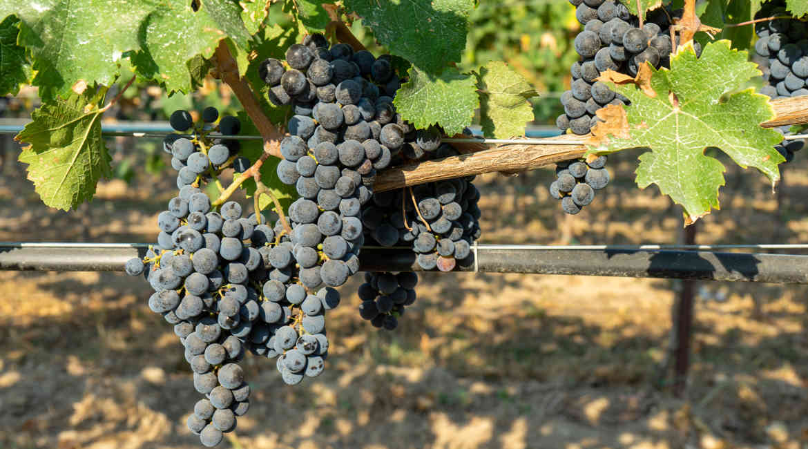 VENDEMMIA 14 9 2021 003