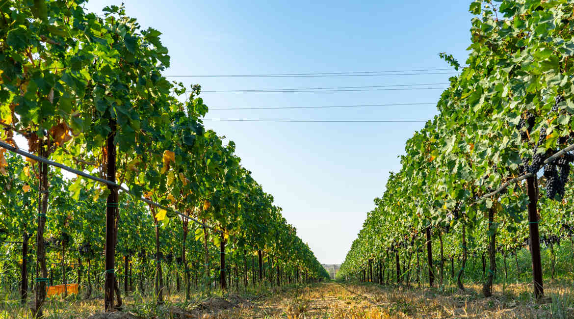 VENDEMMIA 14 9 2021 012