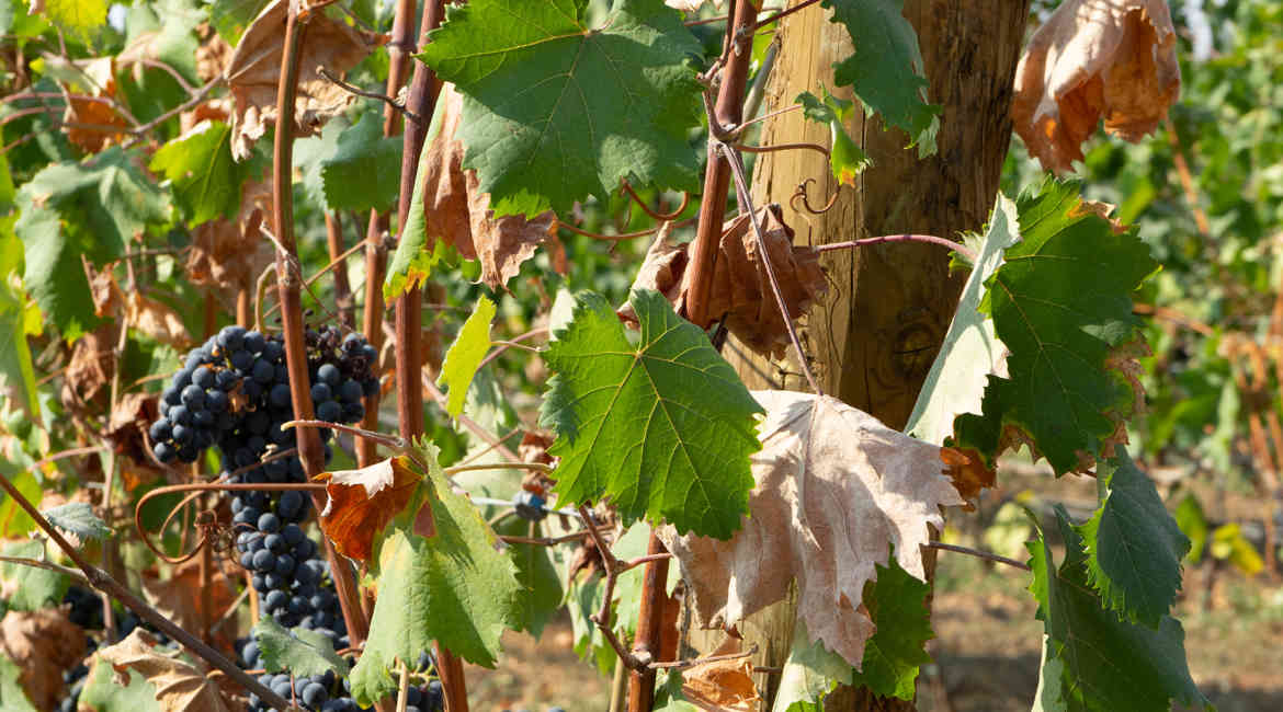 VENDEMMIA 14 9 2021 110
